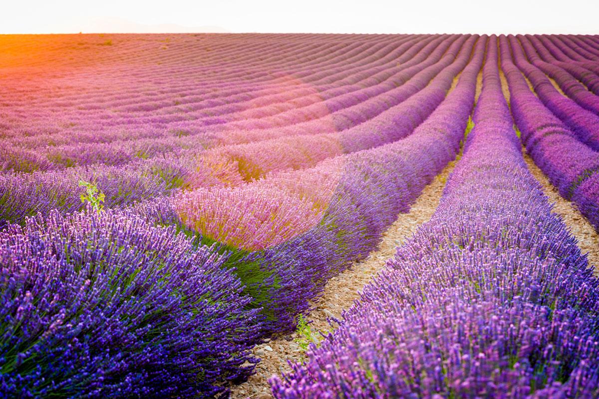 How to Get Around Provence by Car, Motorcycle, and Train